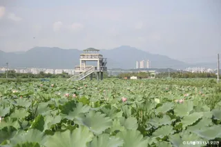 반야월연꽃단지