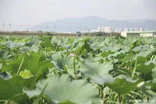 반야월연꽃단지