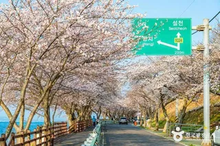왕지벚꽃길