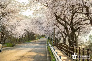 왕지벚꽃길