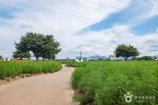 경산 하양경관농업단지