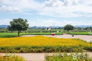 경산 하양경관농업단지