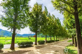 덕산 메타세쿼이아길
