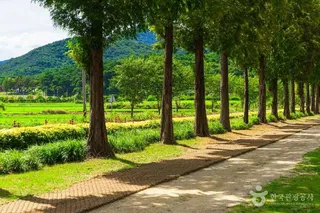 덕산 메타세쿼이아길