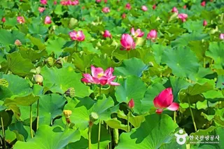 속리산연꽃단지