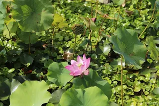 속리산연꽃단지
