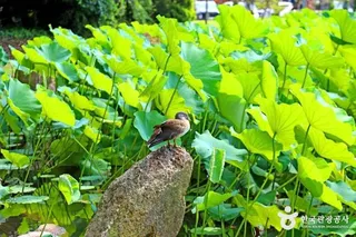 속리산연꽃단지
