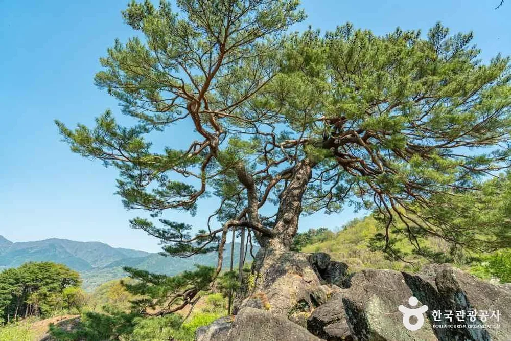 하동 축지리 문암송(악양문암송)