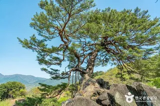 하동 축지리 문암송(악양문암송)