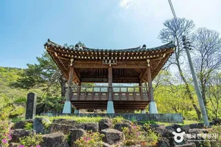 하동 축지리 문암송(악양문암송)