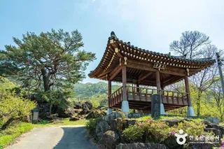 하동 축지리 문암송(악양문암송)