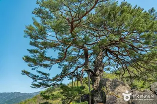 하동 축지리 문암송(악양문암송)