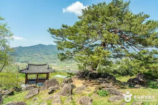 하동 축지리 문암송(악양문암송)