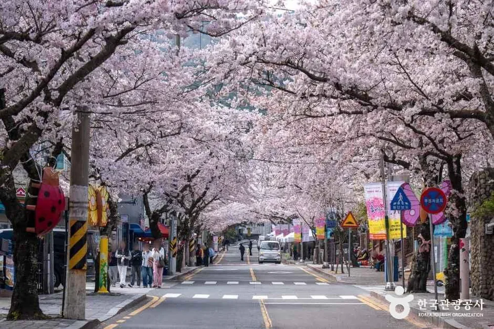 봉숫골 벚꽃길