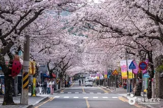 봉숫골 벚꽃길
