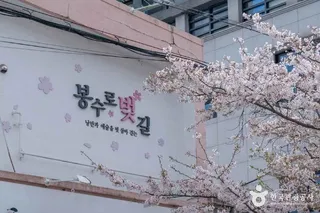 봉숫골 벚꽃길