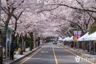 봉숫골 벚꽃길