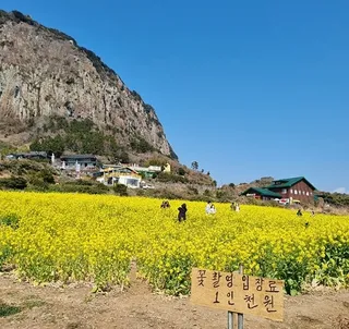 산방산유채꽃밭