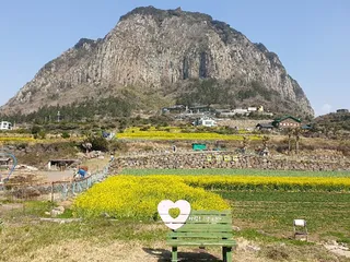 산방산유채꽃밭