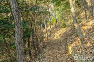달마고도