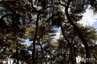 솔밭공원