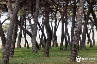 솔밭공원