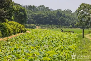 연희자연마당