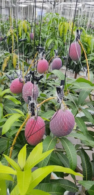 다향농장