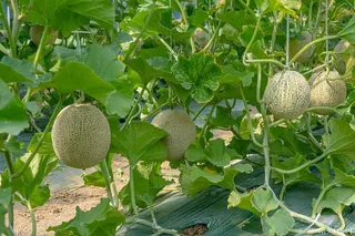 야미야미팜(야미야미팜농업회사법인(주))