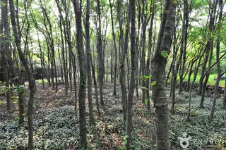 대전리 석불입상
