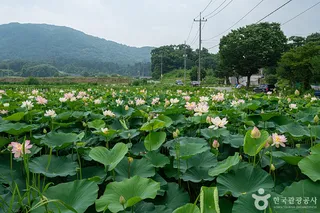 울미연꽃마을