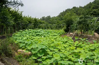 사과깡패