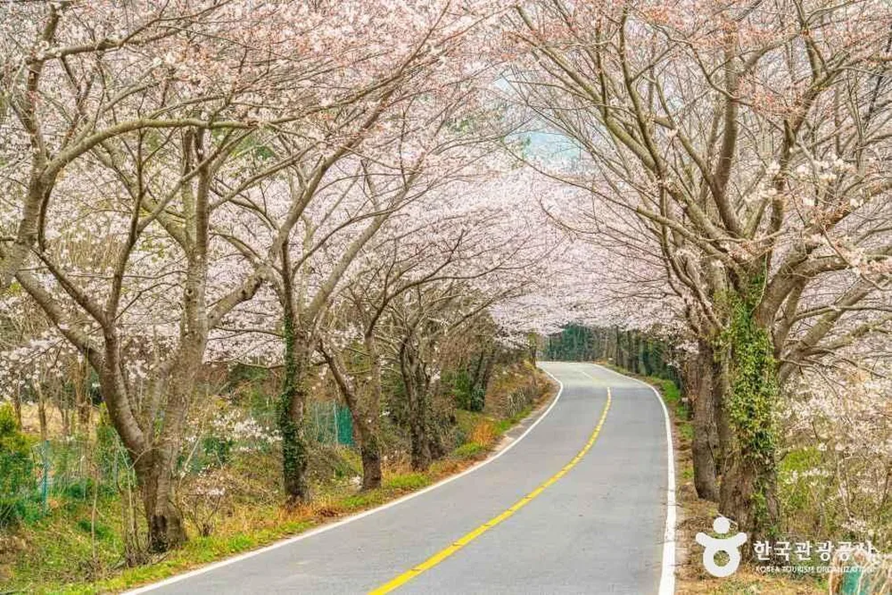 화양면 벚꽃길