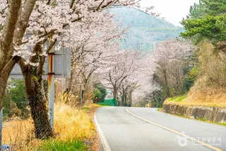화양면 벚꽃길