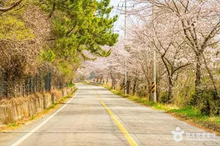 화양면 벚꽃길