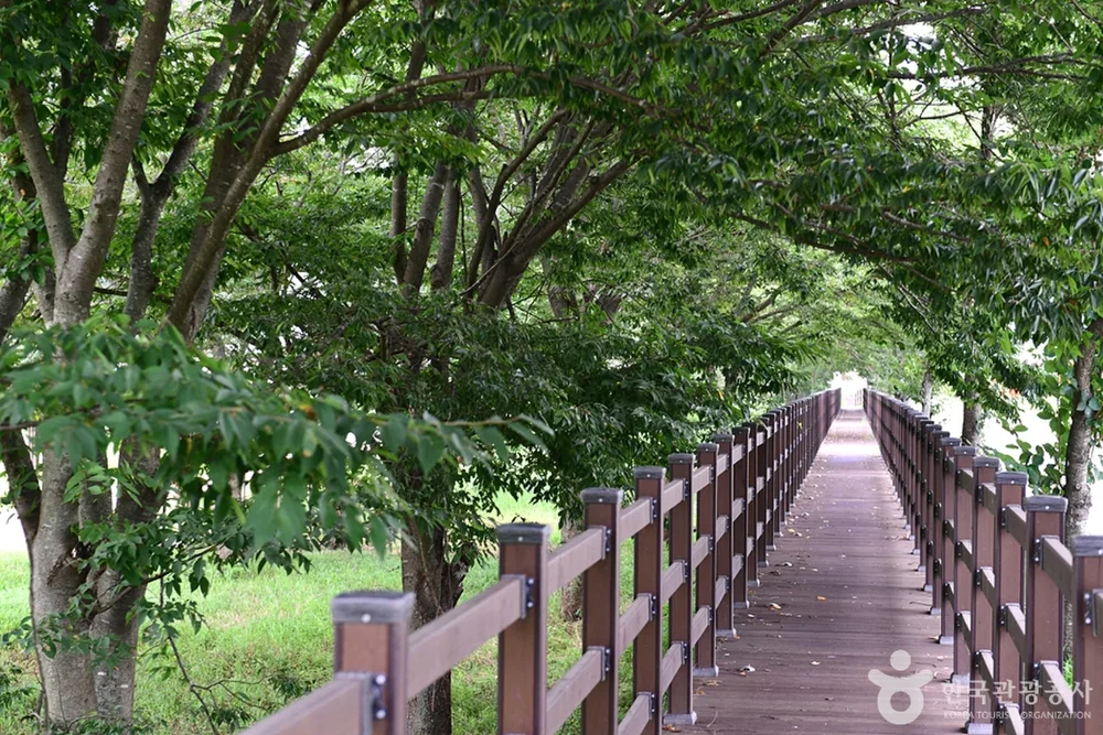 화순동복연둔리숲정이