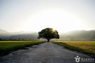 야로면 나홀로 느티나무