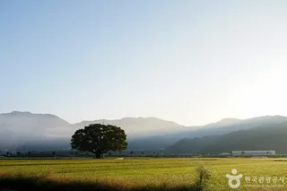 야로면 나홀로 느티나무