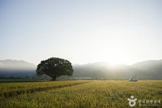 야로면 나홀로 느티나무