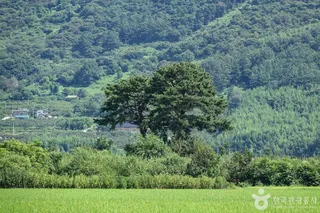 평사리부부소나무