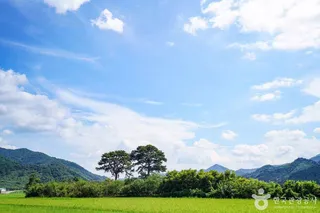 평사리부부소나무