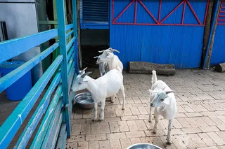고양낙농치즈테마체험장