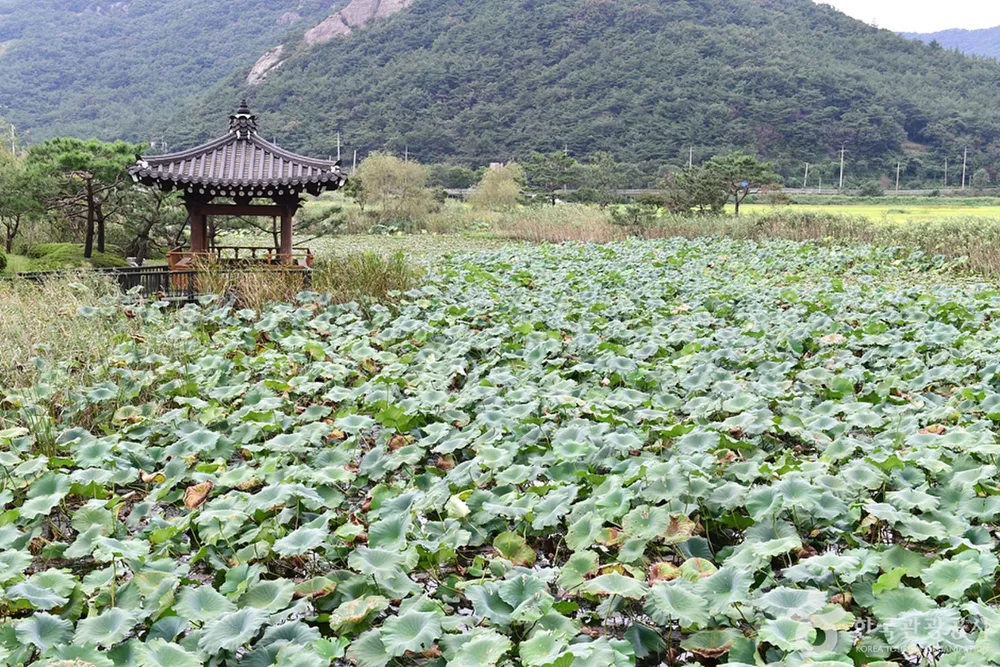 보은강 연꽃방죽