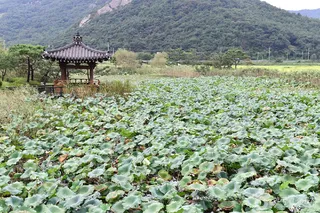 보은강 연꽃방죽
