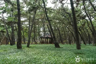 송도솔밭도시숲