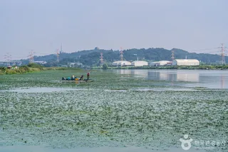 쌀조개섬