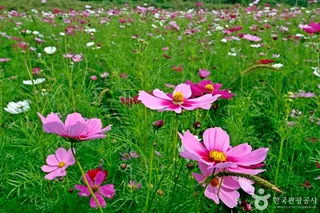 석장리 계절별 꽃단지