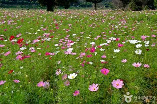 석장리 계절별 꽃단지