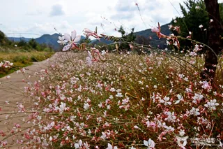 석장리 계절별 꽃단지