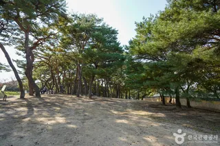 만송정 숲